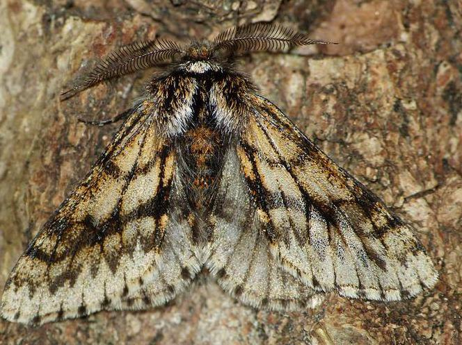 Lycia pomonaria &copy; BARBIER Simon