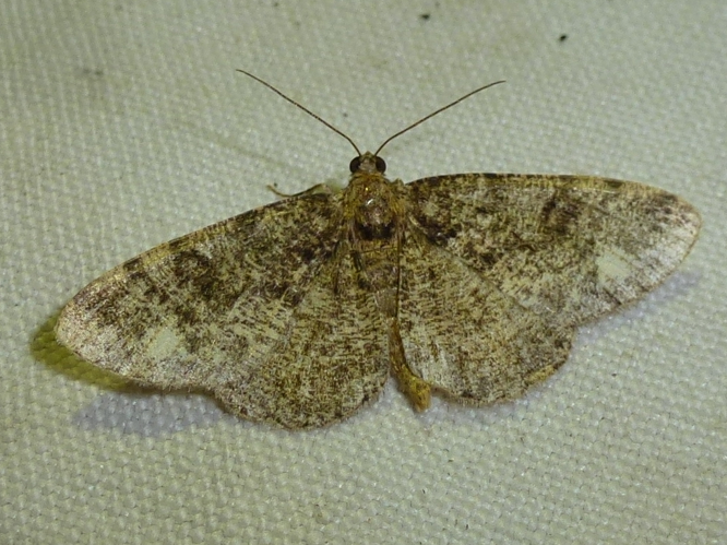 Parectropis similaria &copy; MAILLIER Sébastien