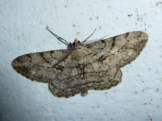 Peribatodes rhomboidaria &copy; MAILLIER Sébastien