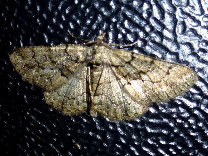 Peribatodes secundaria &copy; MAILLIER Sébastien