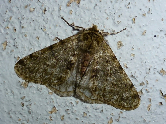 Phigalia pilosaria &copy; MAILLIER Sébastien