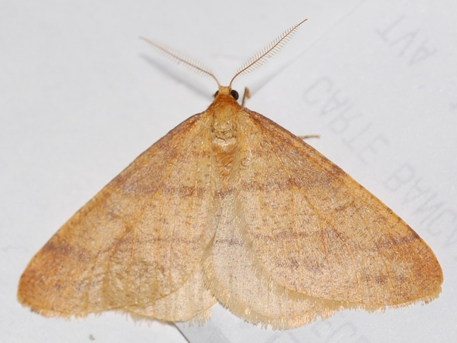 Agriopis aurantiaria &copy; VANSTEENE Nicolas