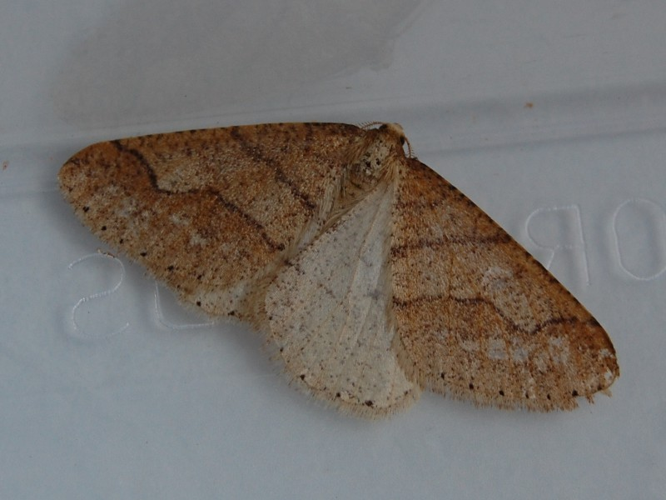 Agriopis marginaria &copy; VANSTEENE Nicolas