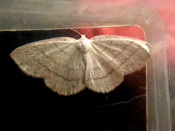 Cabera pusaria &copy; MAILLIER Sébastien