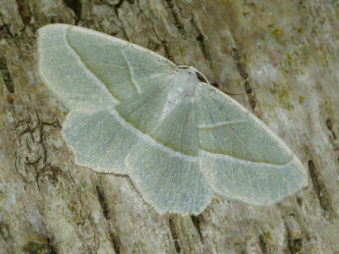 Campaea margaritaria &copy; BARBIER Simon