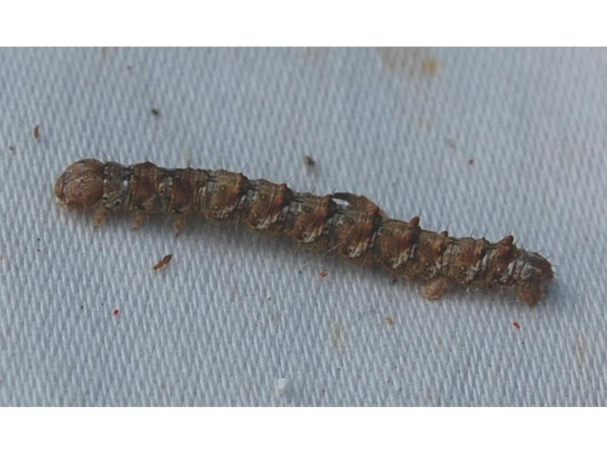 Hylaea fasciaria &copy; VANSTEENE Nicolas