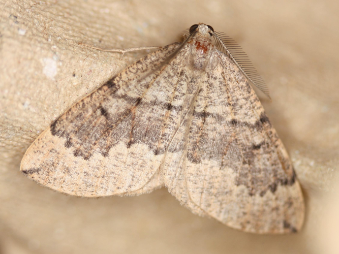 Pungeleria capreolaria &copy; LETHEVE Xavier