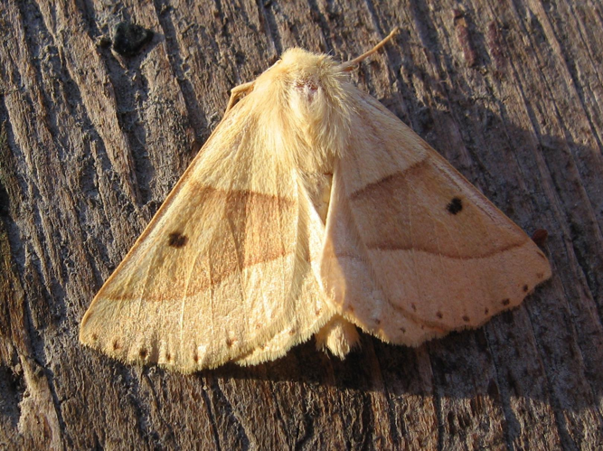 Crocallis elinguaria &copy; LETHEVE Xavier