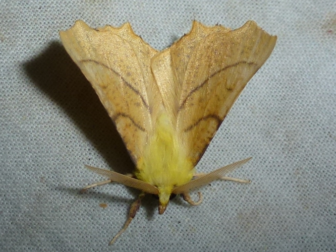 Ennomos alniaria &copy; MAILLIER Sébastien