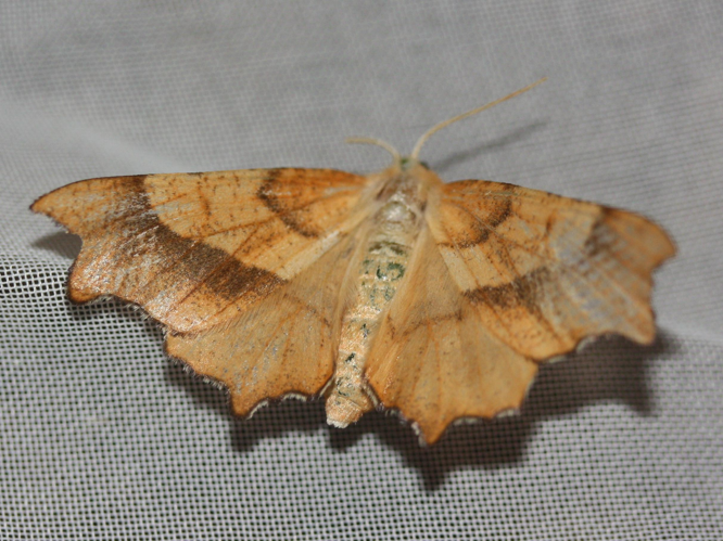 Ennomos quercinaria &copy; LETHEVE Xavier