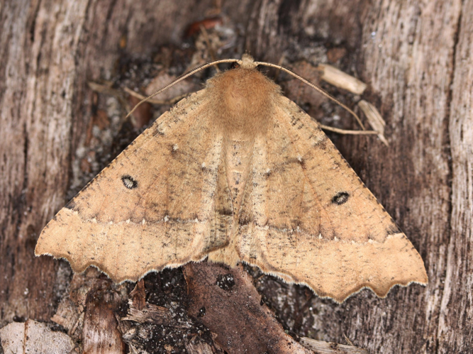 Odontopera bidentata &copy; LETHEVE Xavier