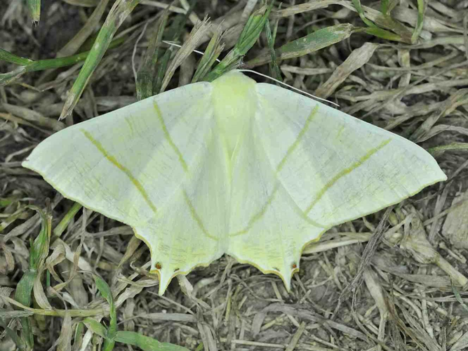 Ourapteryx sambucaria &copy; MATHOT William