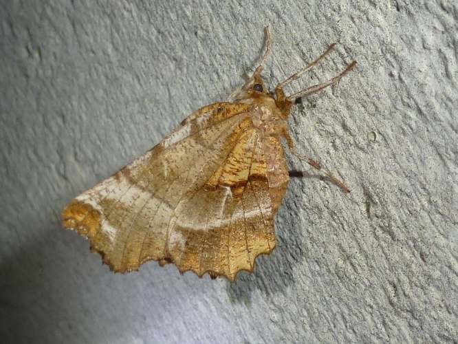 Selenia dentaria &copy; MAILLIER Sébastien