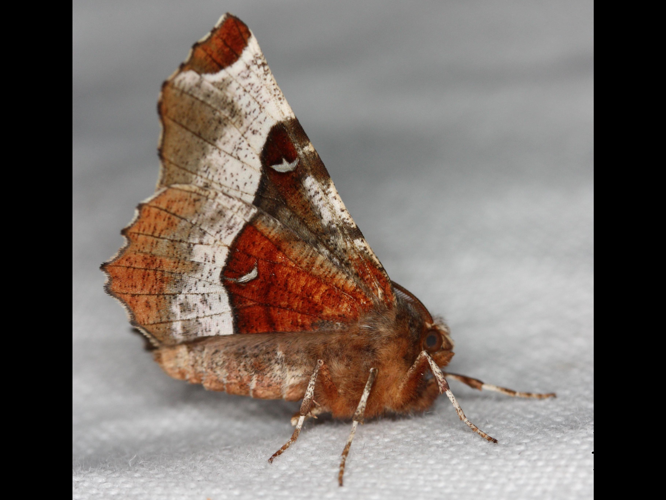 Selenia tetralunaria &copy; LETHEVE Xavier
