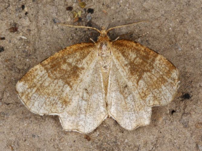 Cepphis advenaria &copy; LETHEVE Xavier