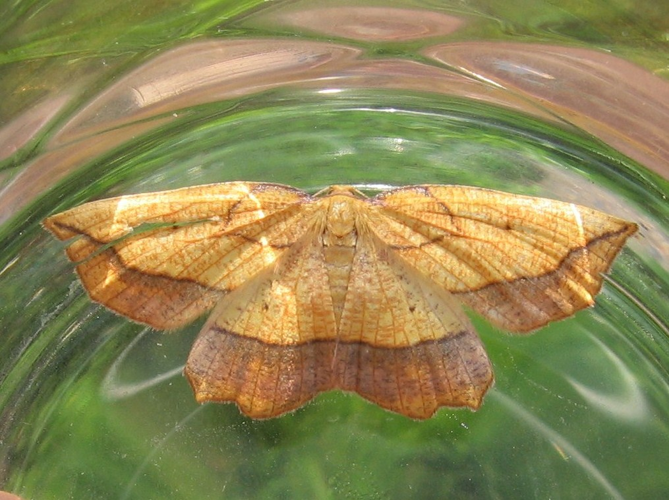 Epione repandaria &copy; LETHEVE Xavier