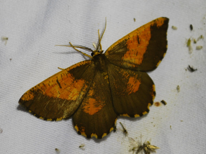 Angerona prunaria &copy; GERARD Thibaut