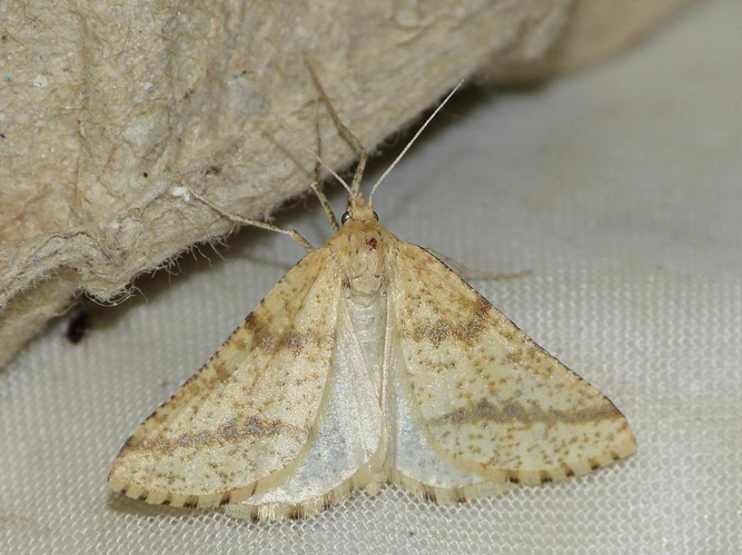 Aspitates ochrearia &copy; BARBIER Simon