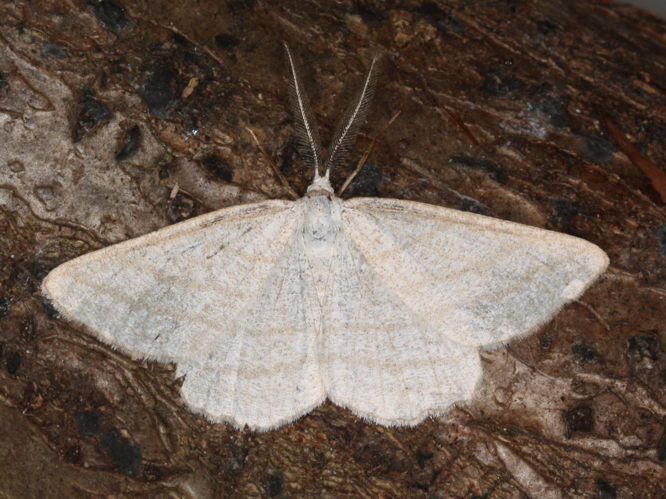 Perconia strigillaria &copy; LETHEVE Xavier