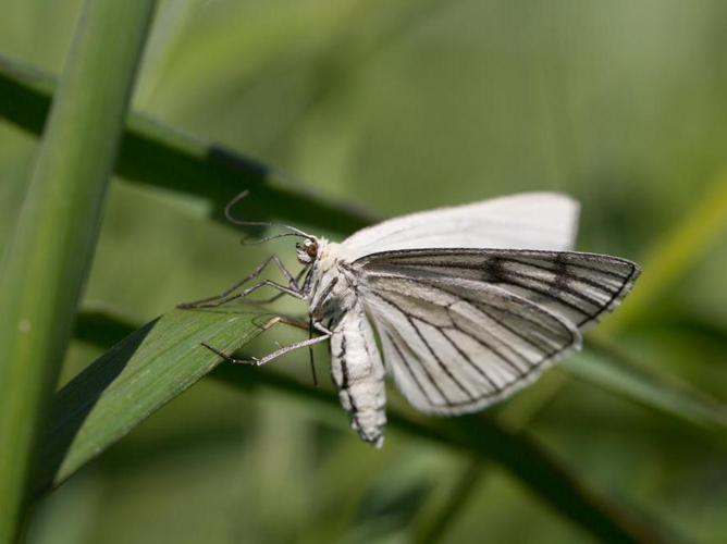 Siona lineata &copy; TONDELLIER Bruno