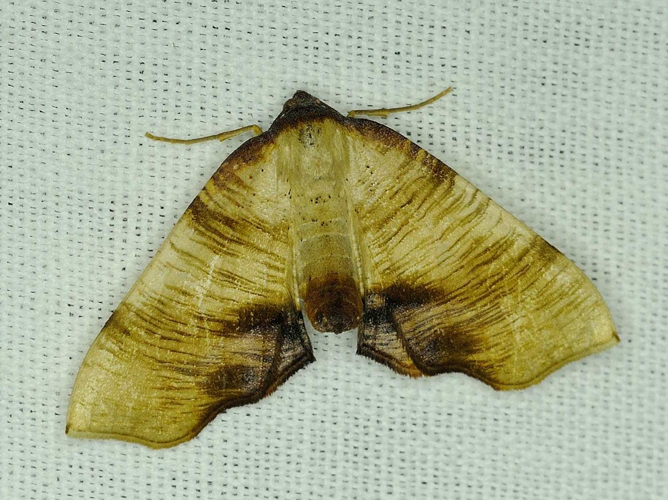 Plagodis dolabraria &copy; MATHOT William