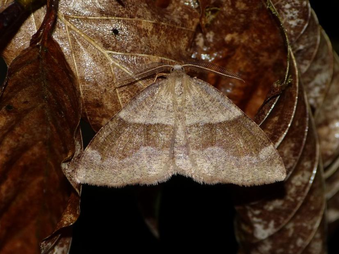 Plagodis pulveraria &copy; BARBIER Simon