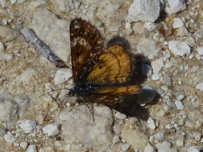 Isturgia famula &copy; MAILLIER Sébastien