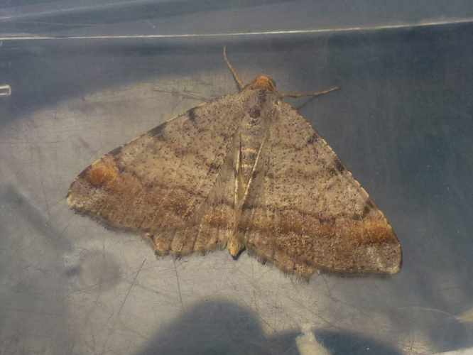 Macaria liturata &copy; MAILLIER Sébastien