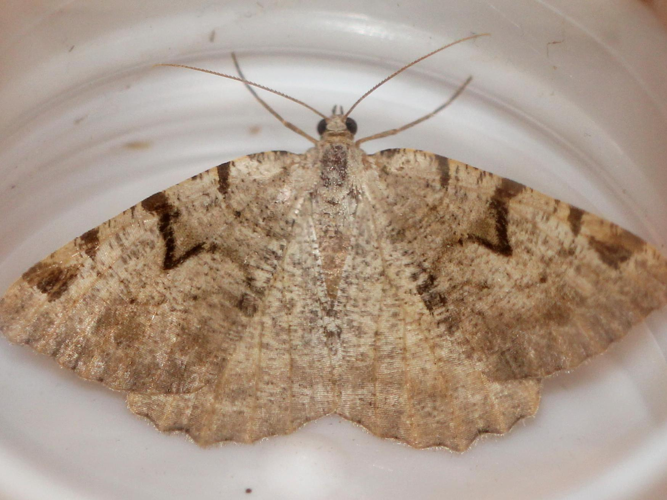 Macaria wauaria &copy; COLINDRE Laurent