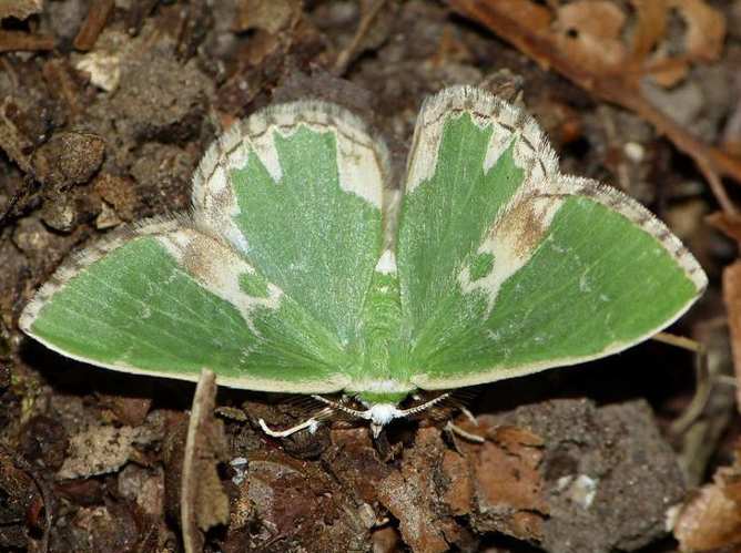 Comibaena bajularia &copy; BARBIER Simon