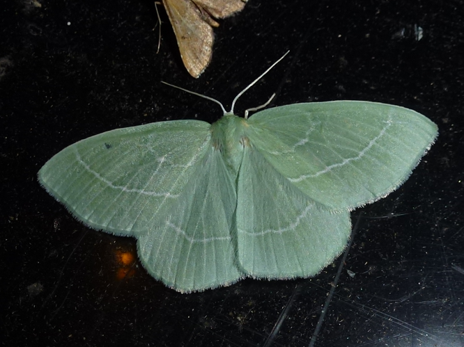 Hemistola chrysoprasaria &copy; MAILLIER Sébastien
