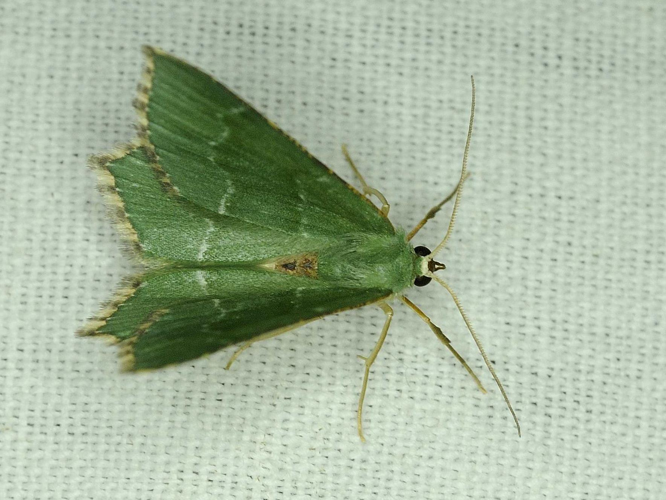 Hemithea aestivaria &copy; MATHOT William