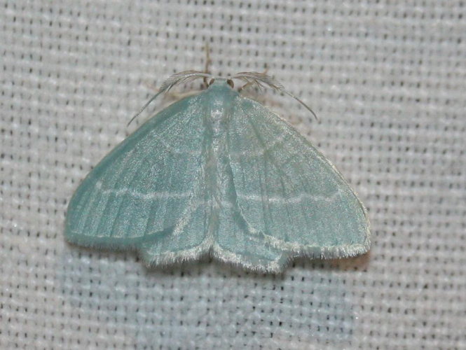 Jodis lactearia &copy; LETHEVE Xavier