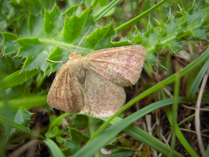 Aplasta ononaria &copy; HERMANT Thomas