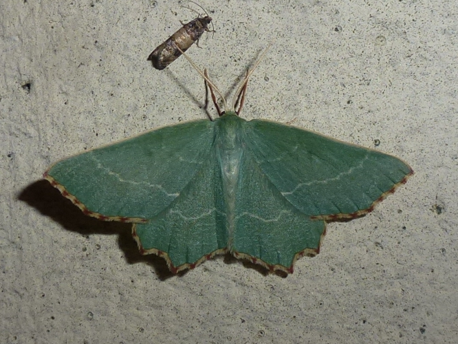 Thalera fimbrialis &copy; MAILLIER Sébastien