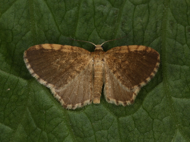 Euchoeca nebulata © LETHEVE Xavier