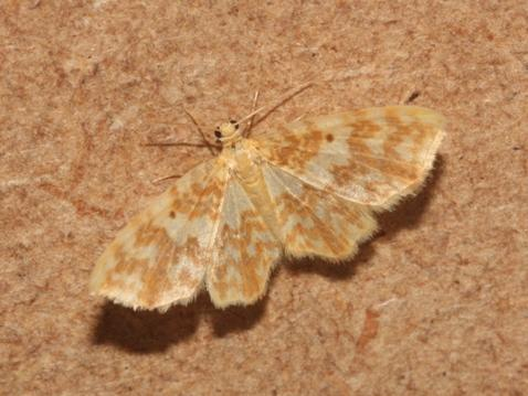 Hydrelia flammeolaria &copy; DANTEN Benoit