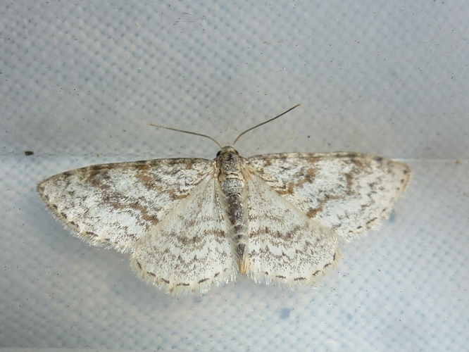 Hydrelia sylvata &copy; MAILLIER Sébastien