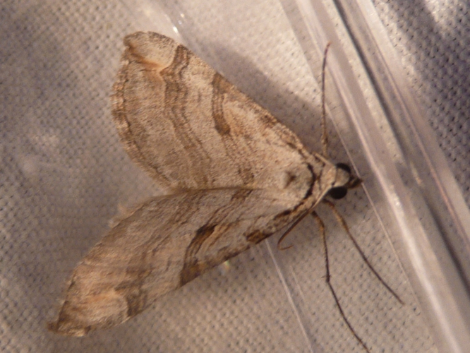 Aplocera efformata &copy; MAILLIER Sébastien