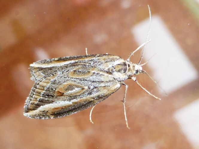 Chesias legatella &copy; LETHEVE Xavier