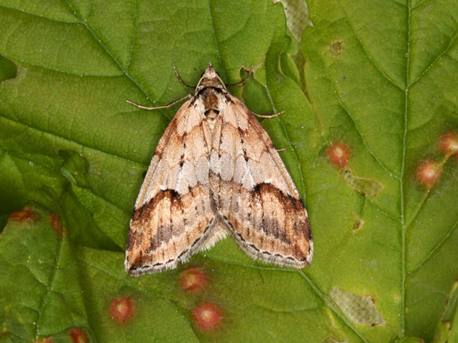 Chesias rufata &copy; LETHEVE Xavier