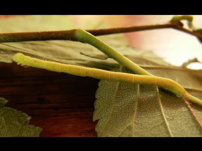 Chloroclysta siterata &copy; DEROZIER Carole