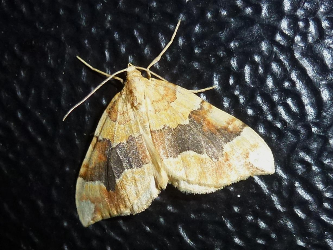 Cidaria fulvata &copy; MAILLIER Sébastien