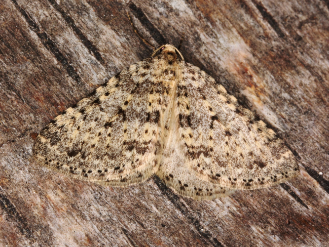 Colostygia multistrigaria &copy; LETHEVE Xavier