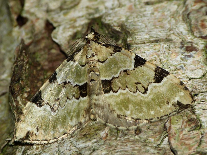 Colostygia pectinataria &copy; BARBIER Simon