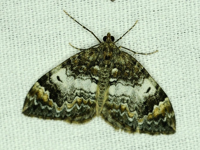 Dysstroma truncata &copy; MATHOT William