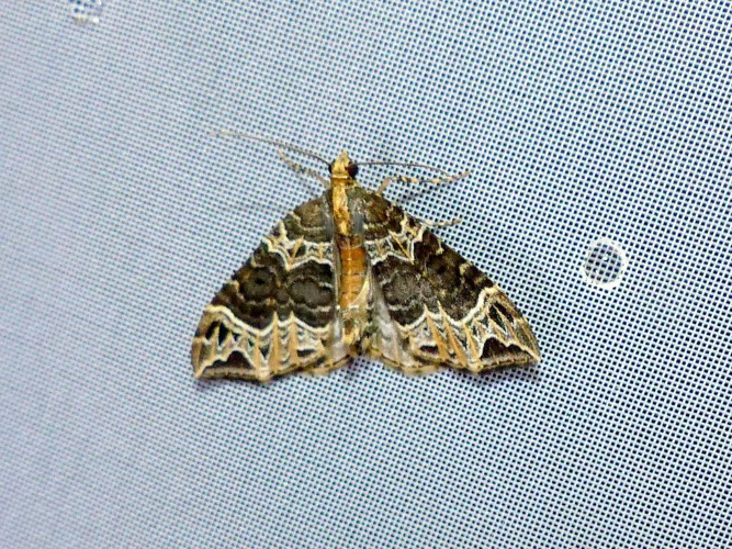 Ecliptopera capitata &copy; DEROZIER Carole