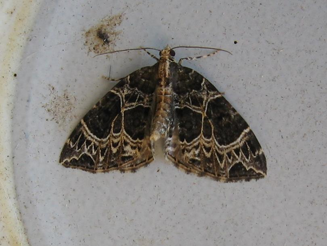 Ecliptopera silaceata &copy; LETHEVE Xavier