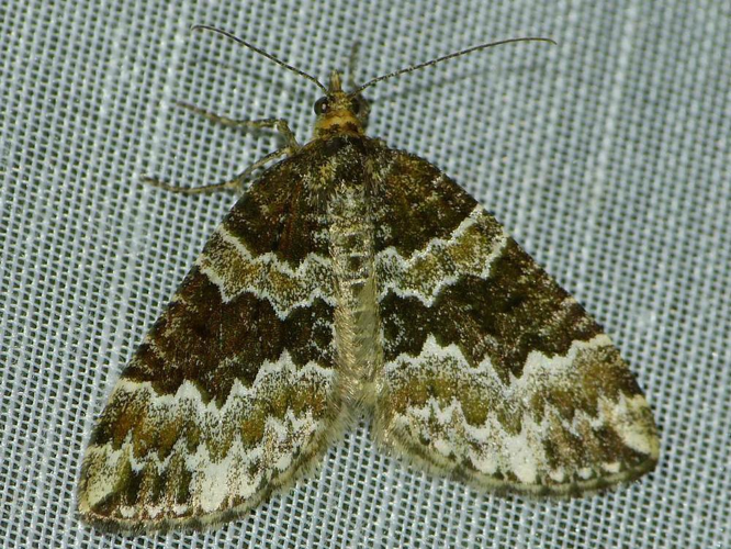 Electrophaes corylata © BARBIER Simon