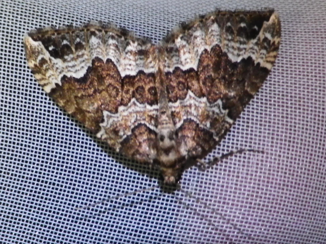 Lampropteryx suffumata &copy; HALLART Guénael